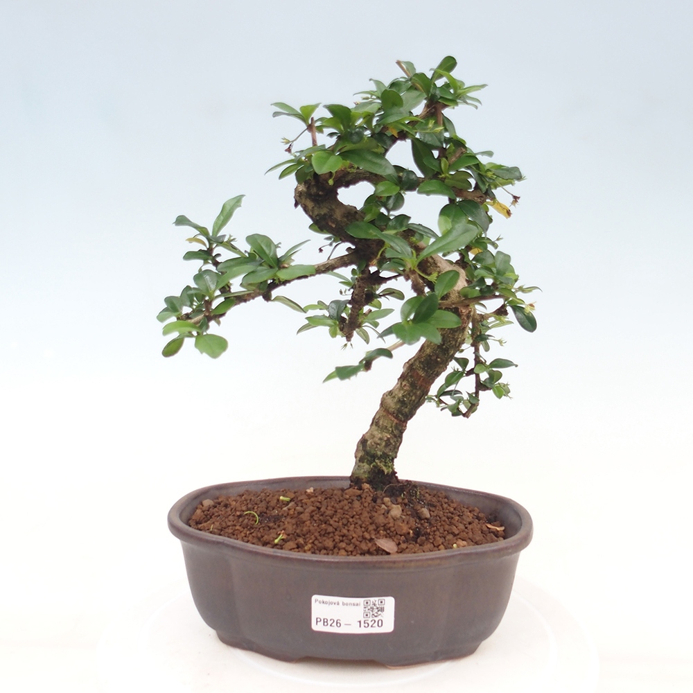 Camera bonsai - Carmona macrophylla - Tea fuki