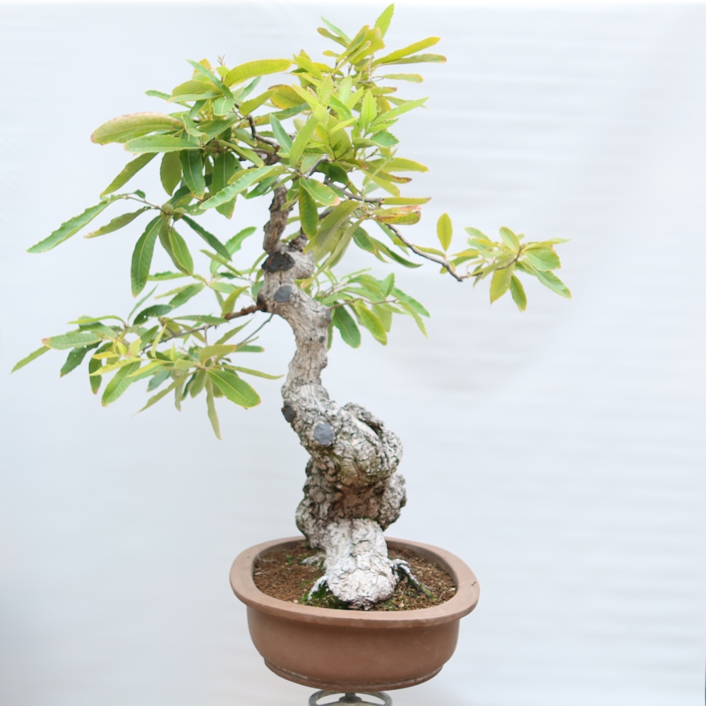 Bonsai da esterno - Quercus castaneifolia  - Quercia a foglia di castagno