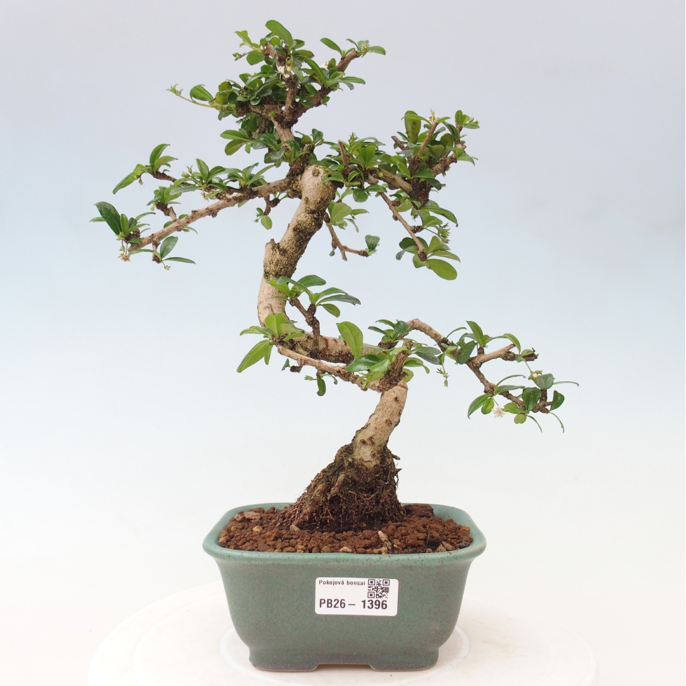 Camera bonsai - Carmona macrophylla - Tea fuki