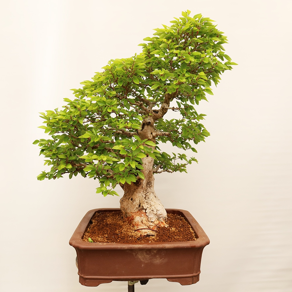 Bonsai da esterno -Carpinus Coreana - Carpino coreano