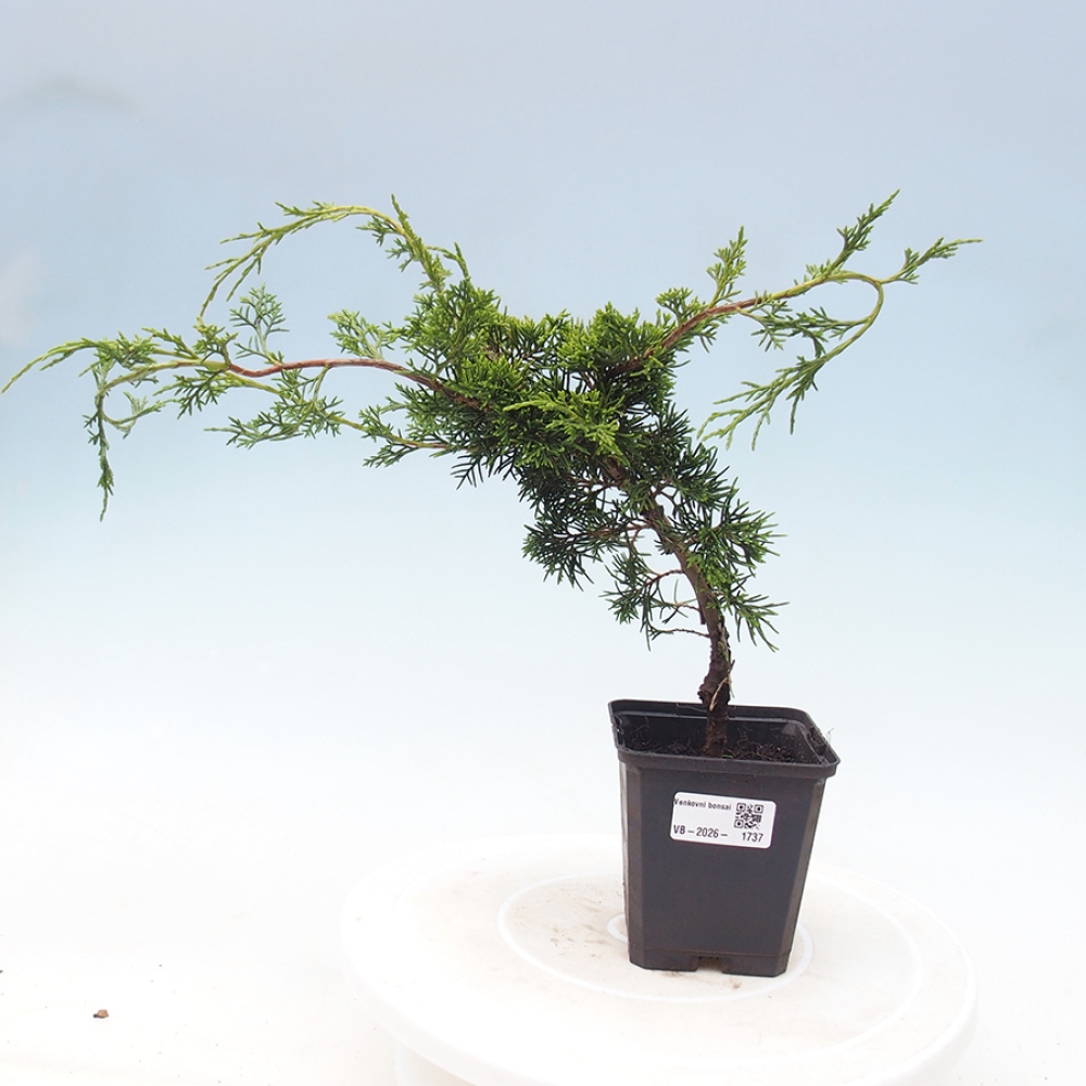Bonsai da esterno - Juniperus chinensis Itoigawa
