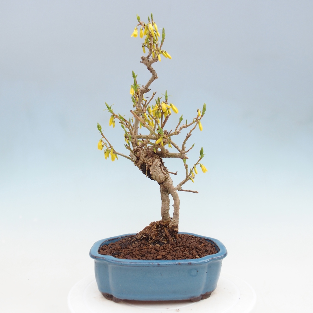 Bonsai da esterno - Zlatice - Forsythia koreana