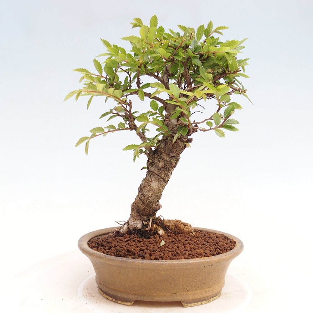 Bonsai da esterno - Zelkova - Zelkova NIRE