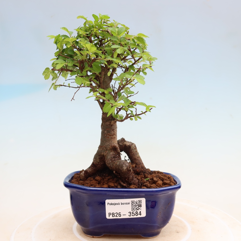 Camera bonsai - Ulmus parvifolia - Olmo a foglie piccole