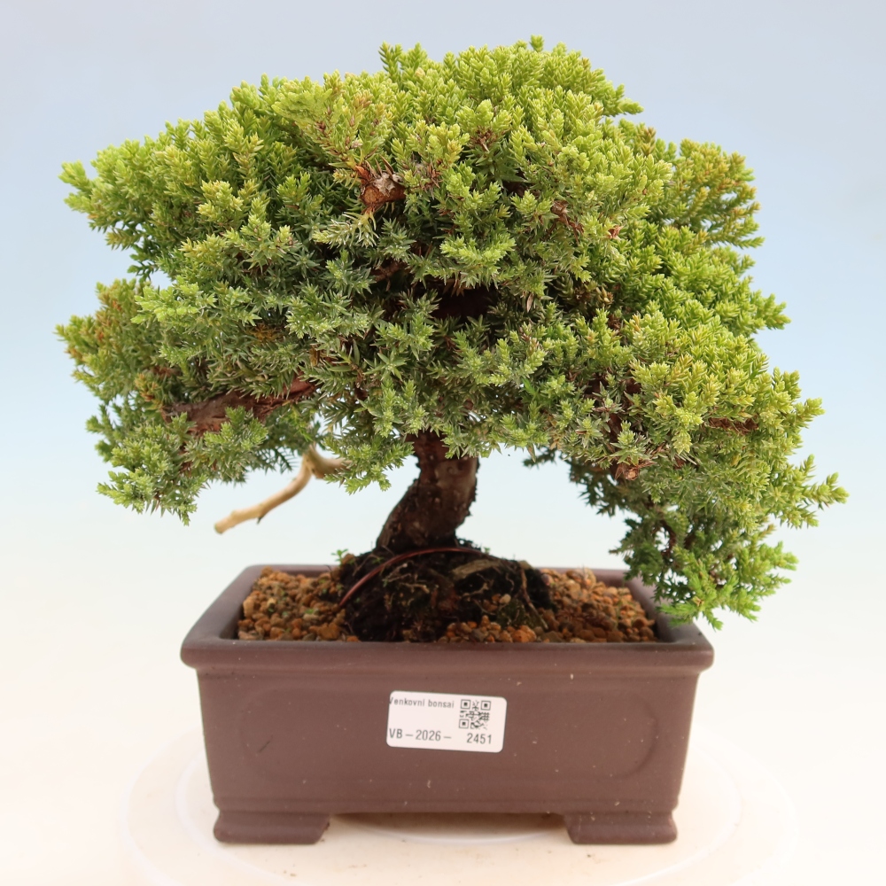 Bonsai da esterno - Juniperus procumbens - Juniperus procumbens