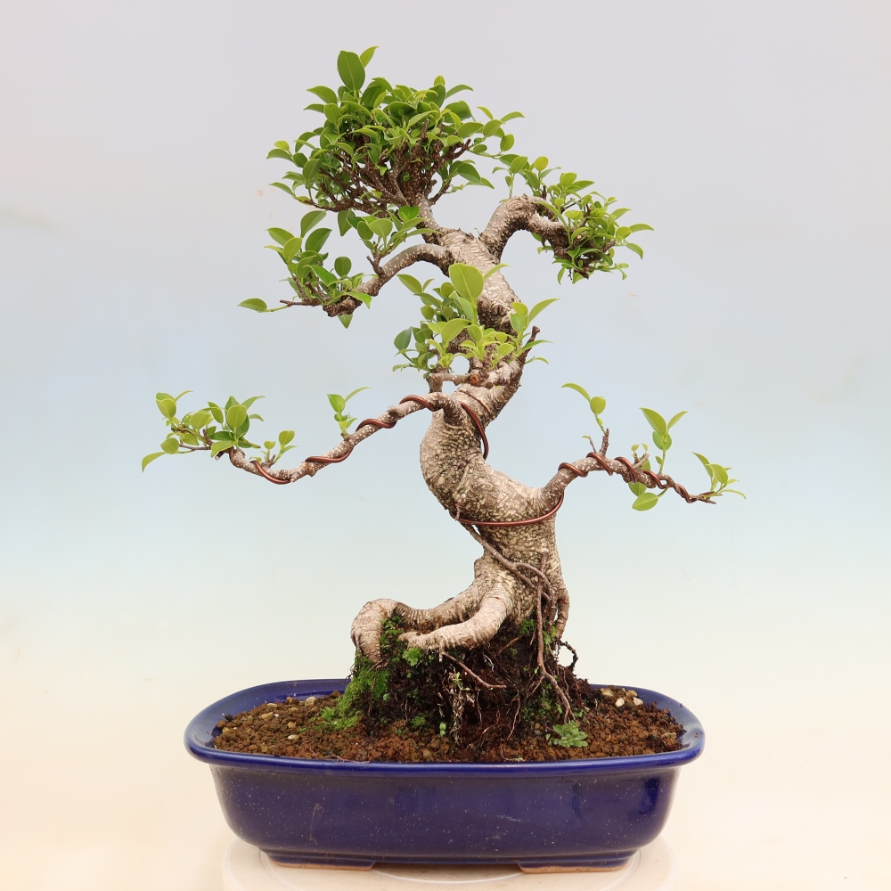 Camera bonsai - Ficus kimmen - ficus a foglie piccole
