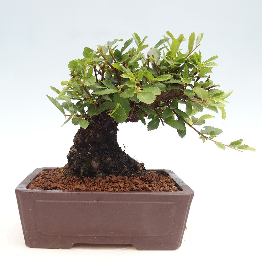 Bonsai da esterno - Zelkova - Zelkova NIRE