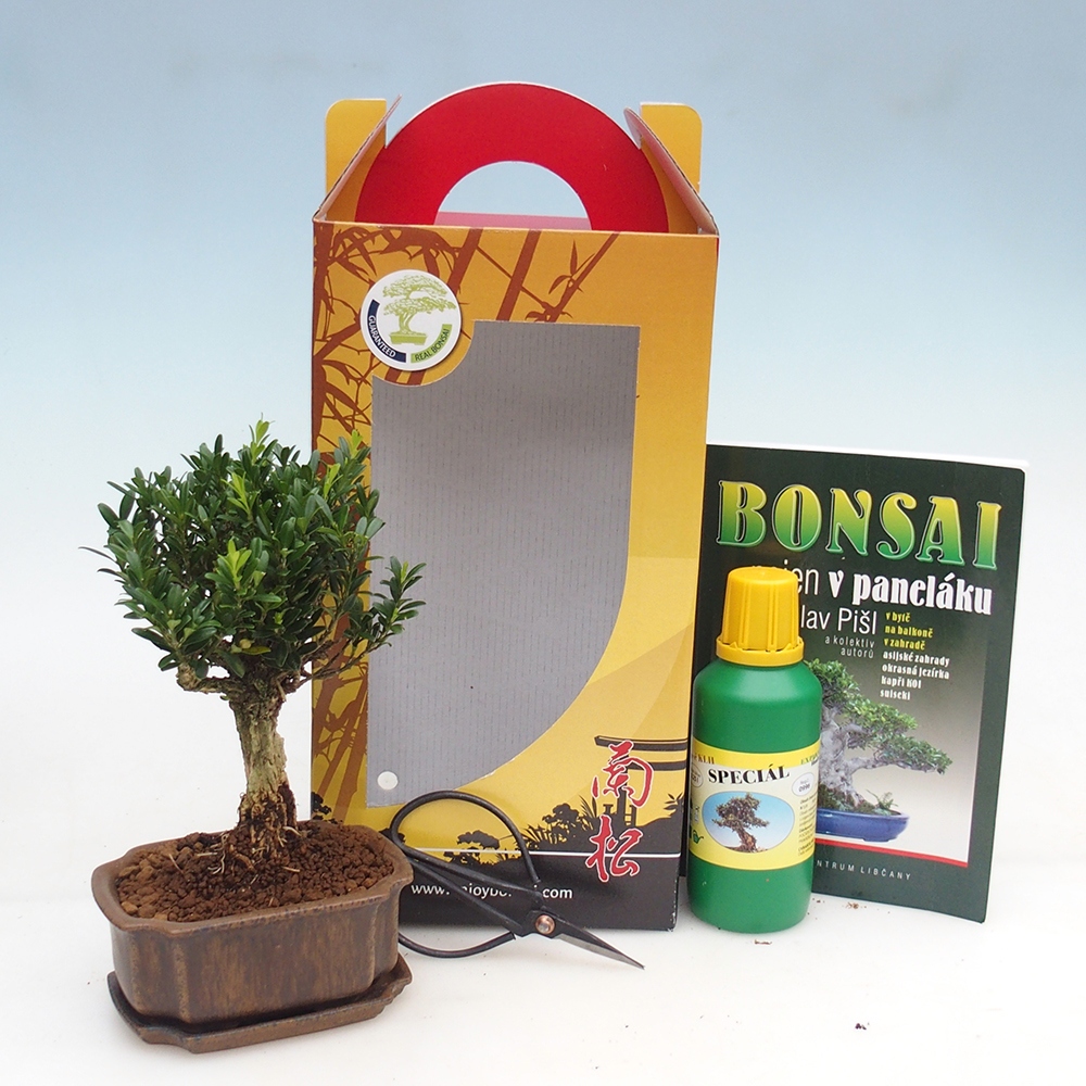 Bonsai da camera in confezione regalo Buxus harlandii - buxus da sughero