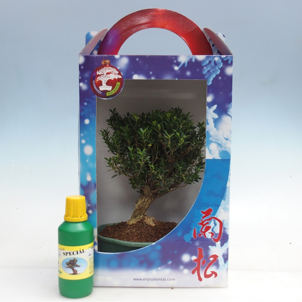 Bonsai da camera in confezione regalo Buxus harlandii - buxus da sughero