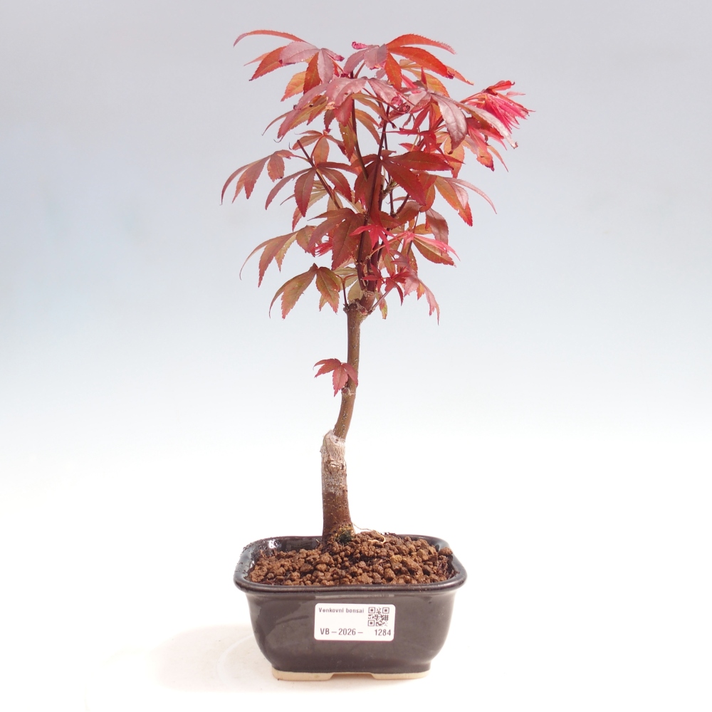 Bonsai da esterno - Palma Acer. Atropurpureum-Javor palmate