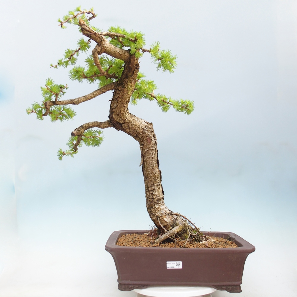 Bonsai da esterno -Larix decidua - Larice