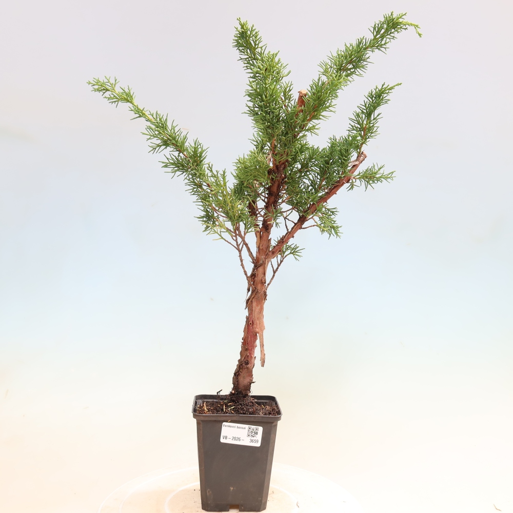 Bonsai da esterno - Juniperus chinensis Kishu