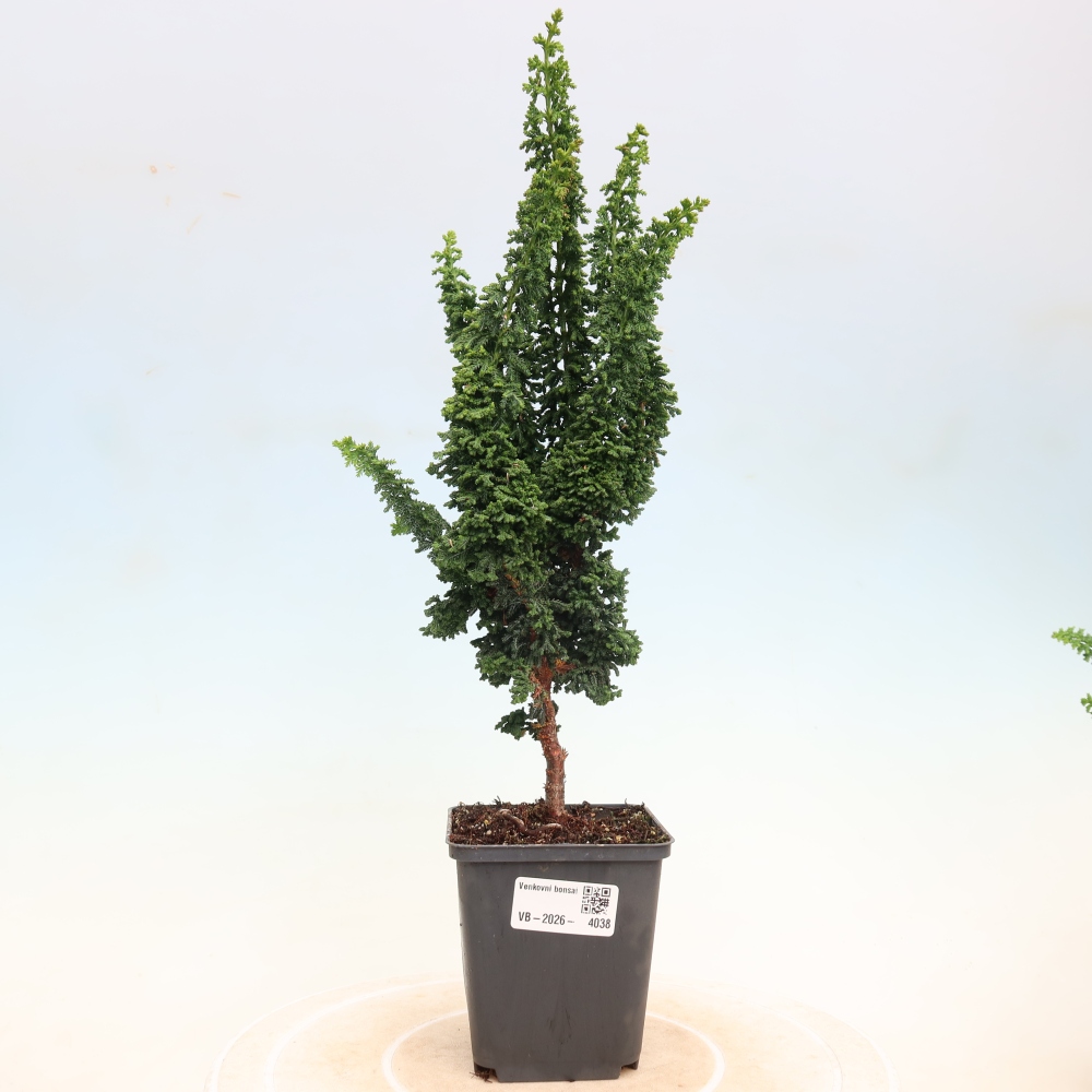 Bonsai da esterno - Cham. obtusa SEKKA HINOKI - Cipresso