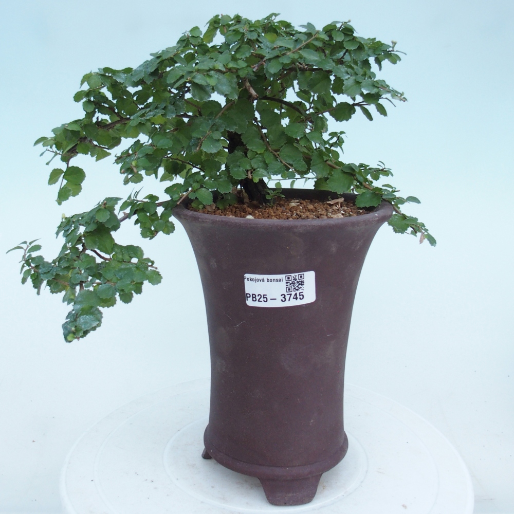 Camera bonsai - Grewia sp. - Grewia malafolia