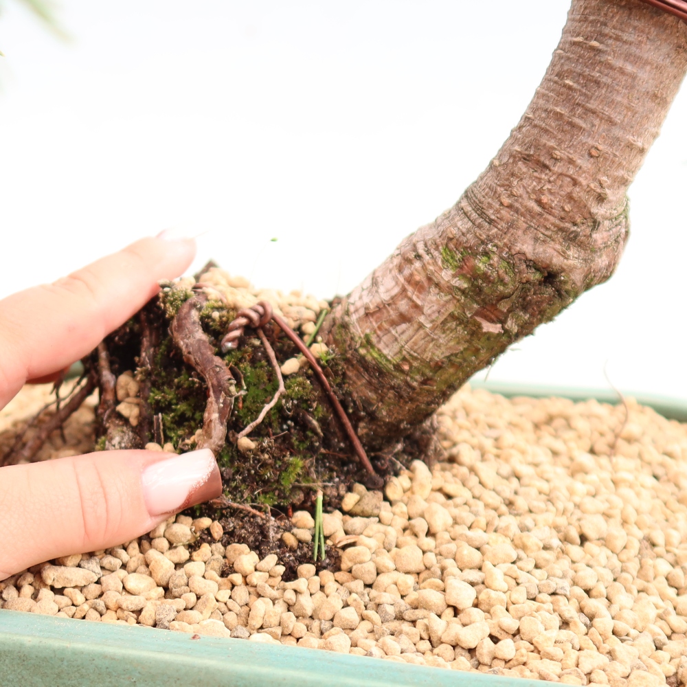Bonsai da esterno - Pinus mugo Humpy  - Pino mugo
