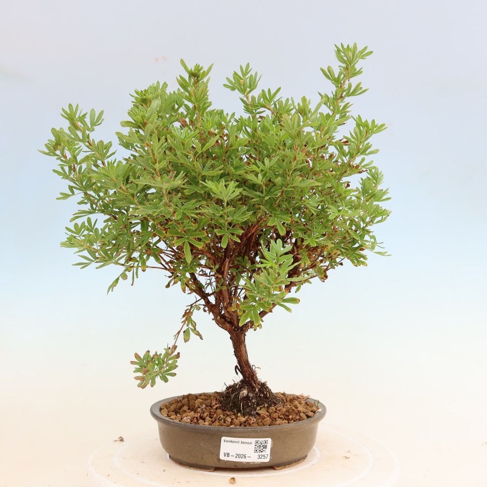 Bonsai da esterno - Potentilla fruticosa - Potentila fruticosa Bellissima
