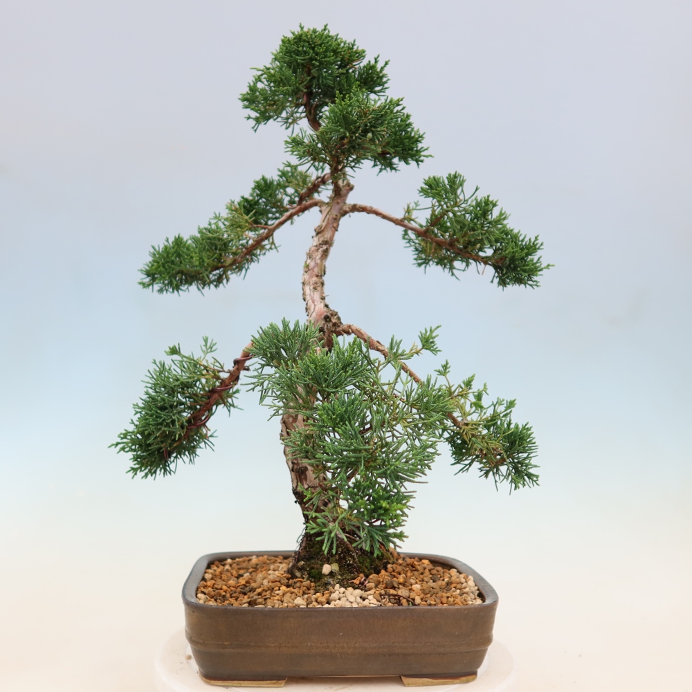 Bonsai da esterno - Juniperus chinensis Kishu