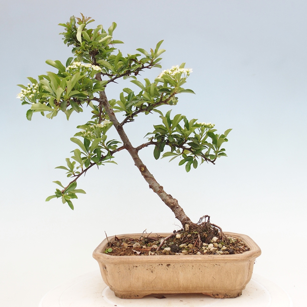 Bonsai da esterno-Pyracantha Teton -Hlox