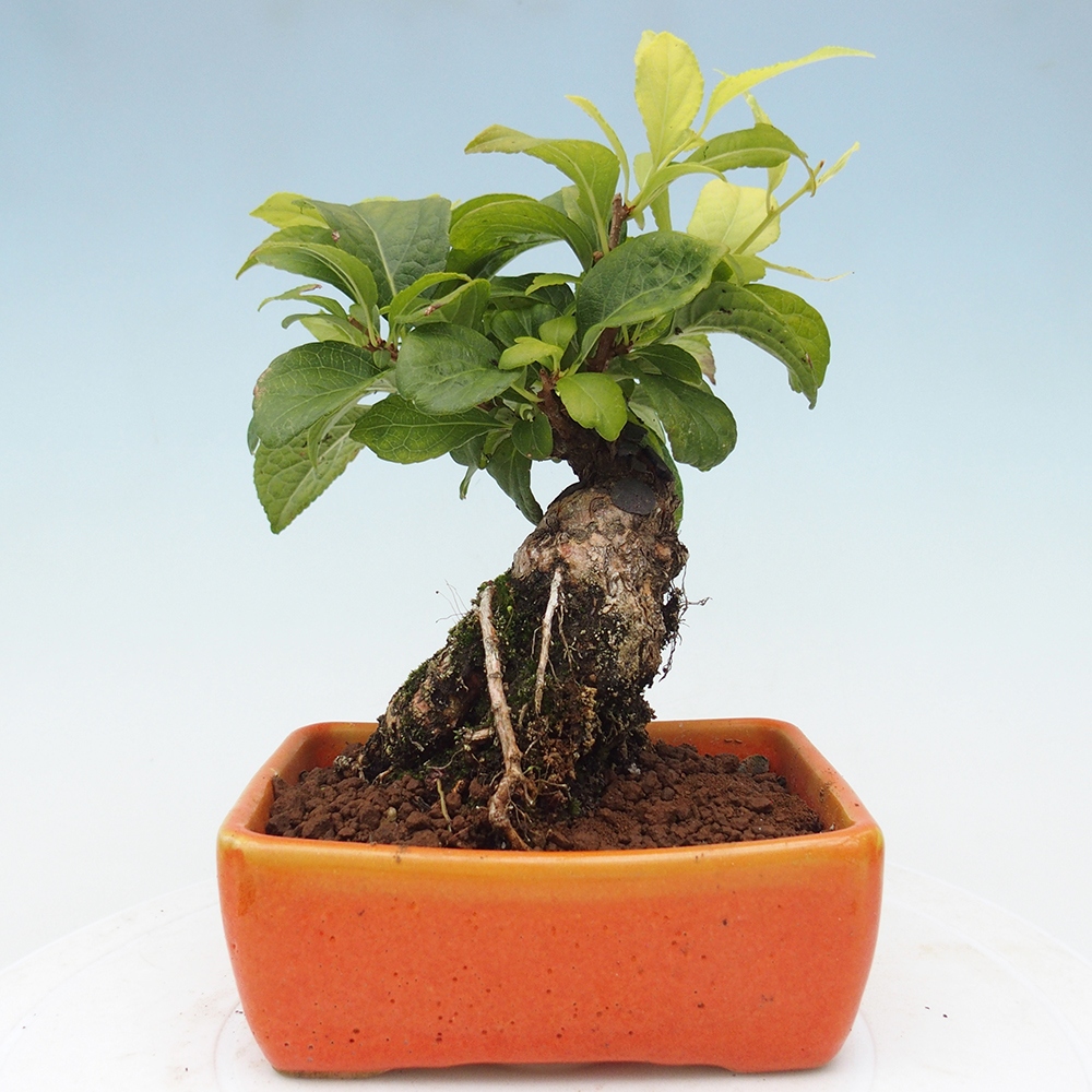 Bonsai da esterno - Celastrus orbiculatus