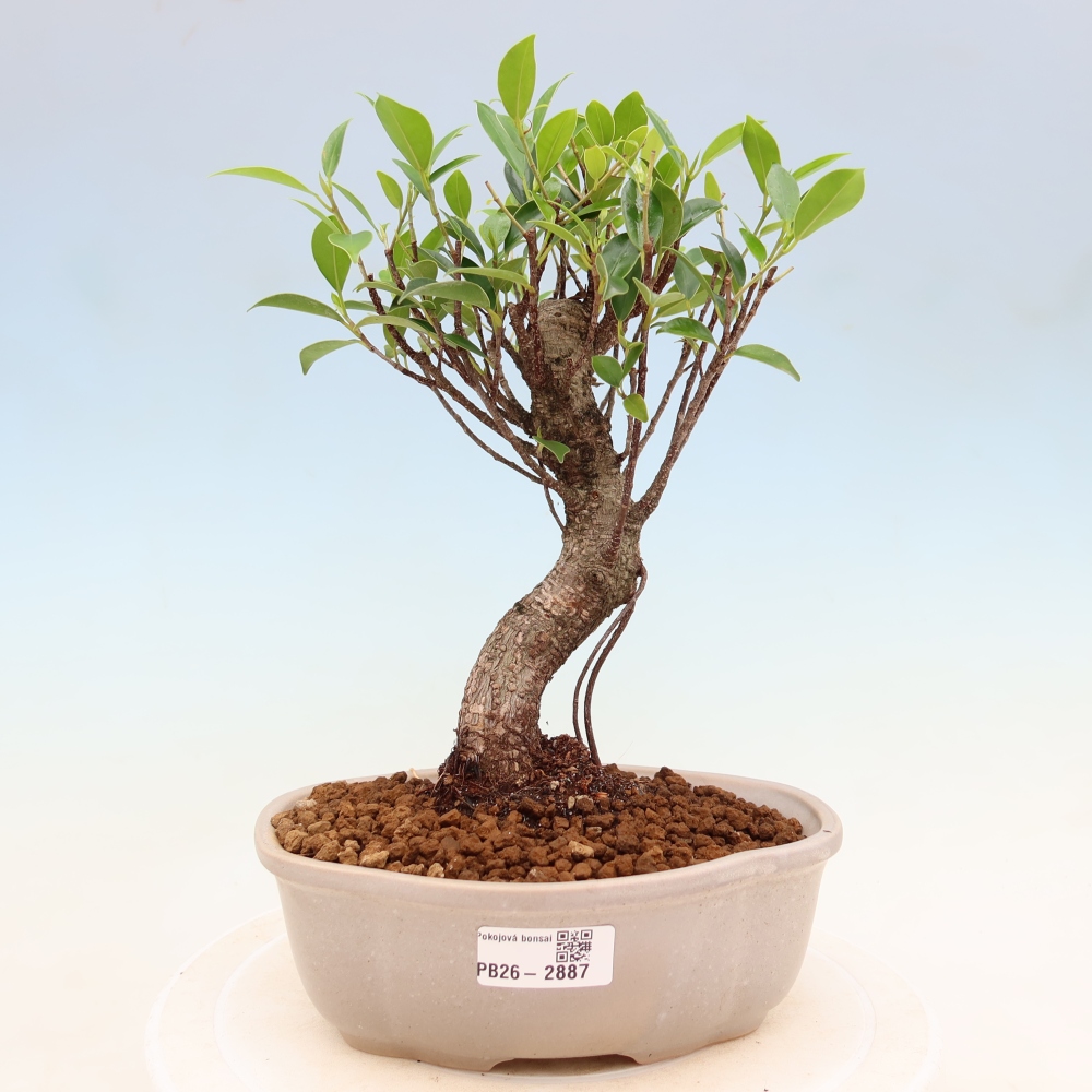 Camera bonsai - Ficus kimmen - ficus a foglie piccole