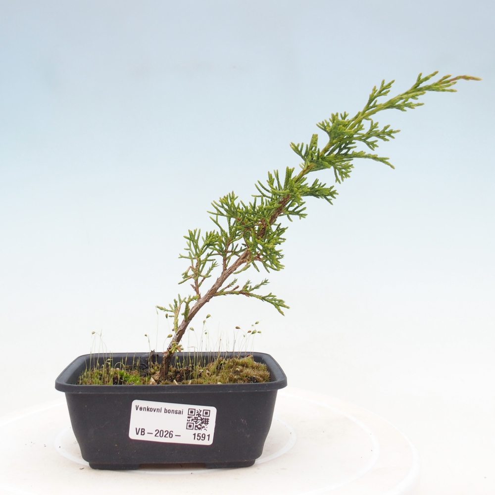Bonsai da esterno - Juniperus chinensis Itoigawa
