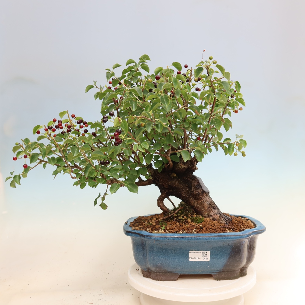 Bonsai da esterno - Mahalebka - Prunus mahaleb