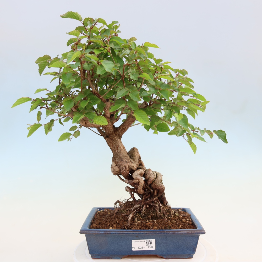 Bonsai da esterno -Carpinus Coreana - Carpino coreano