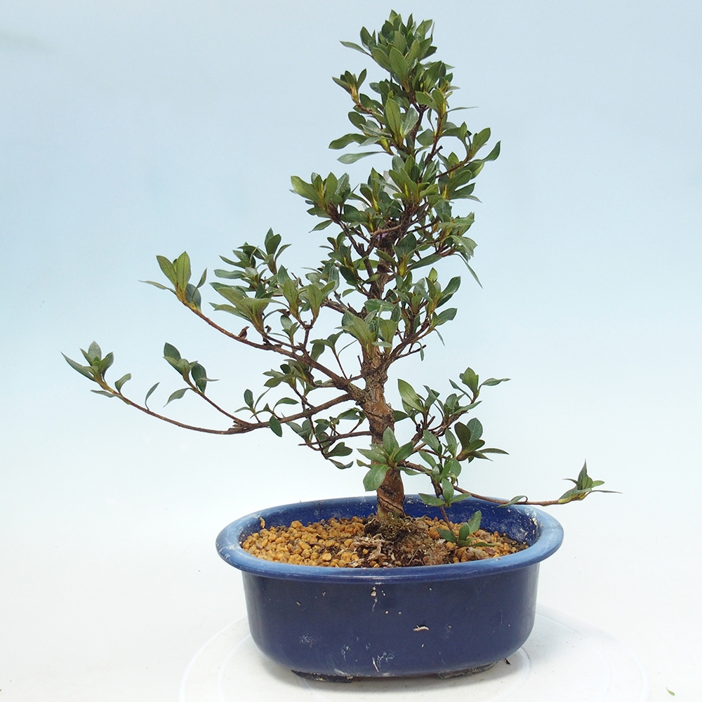 Bonsai da esterno - Azalea giapponese - Azalea Shinsei