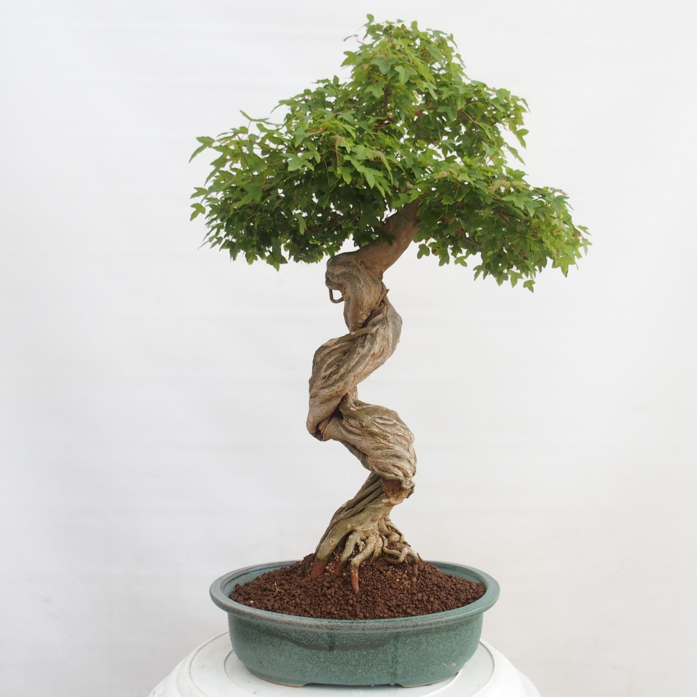 Bonsai da esterno - Acer Buergerianum - Acero burger
