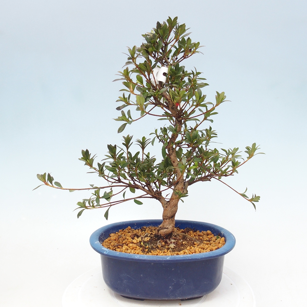 Bonsai da esterno - Azalea giapponese - Azalea Beniko
