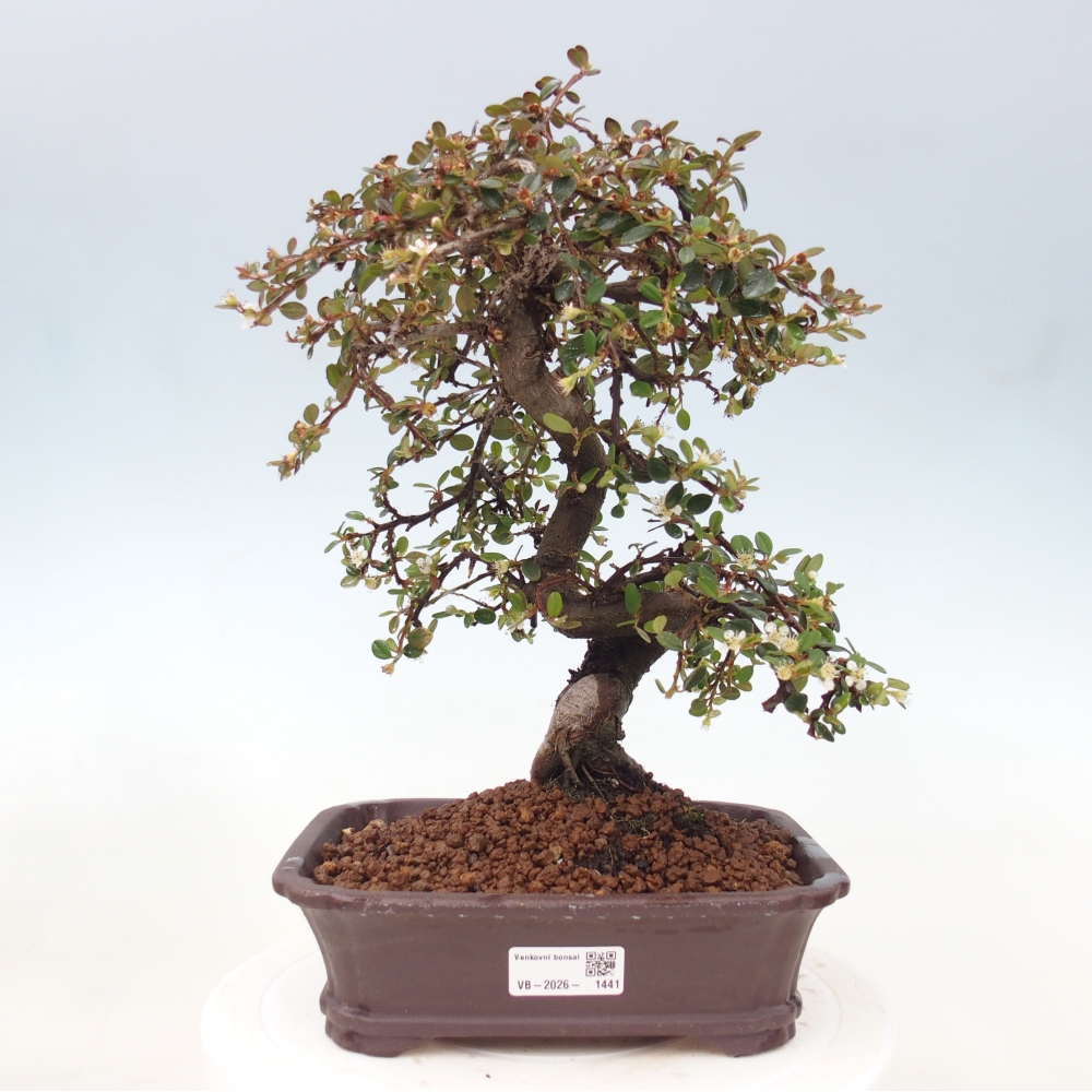 Bonsai da esterno - Cotoneaster dammeri - Roccia di Damer