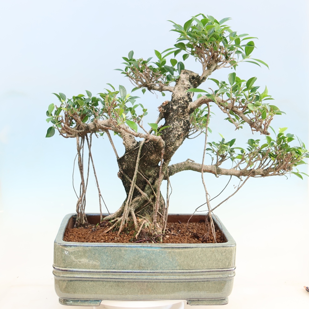 Camera bonsai - Ficus kimmen - ficus a foglie piccole