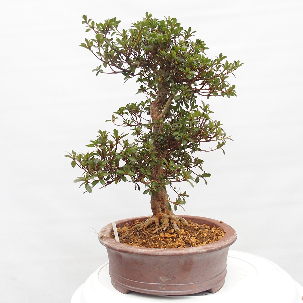 Bonsai da esterno - Azalea giapponese - Azalea Hanatsuzuri