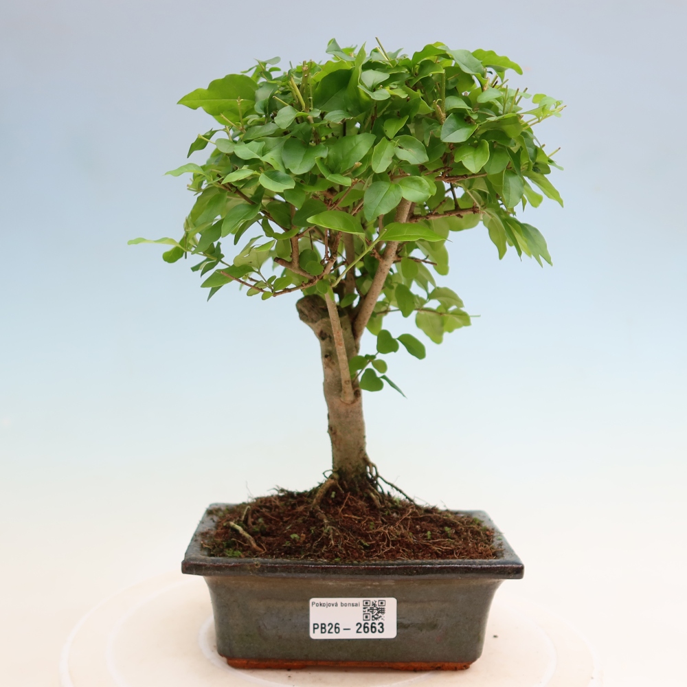 Camera bonsai -Ligustrum chinensis - Becco d'uccello