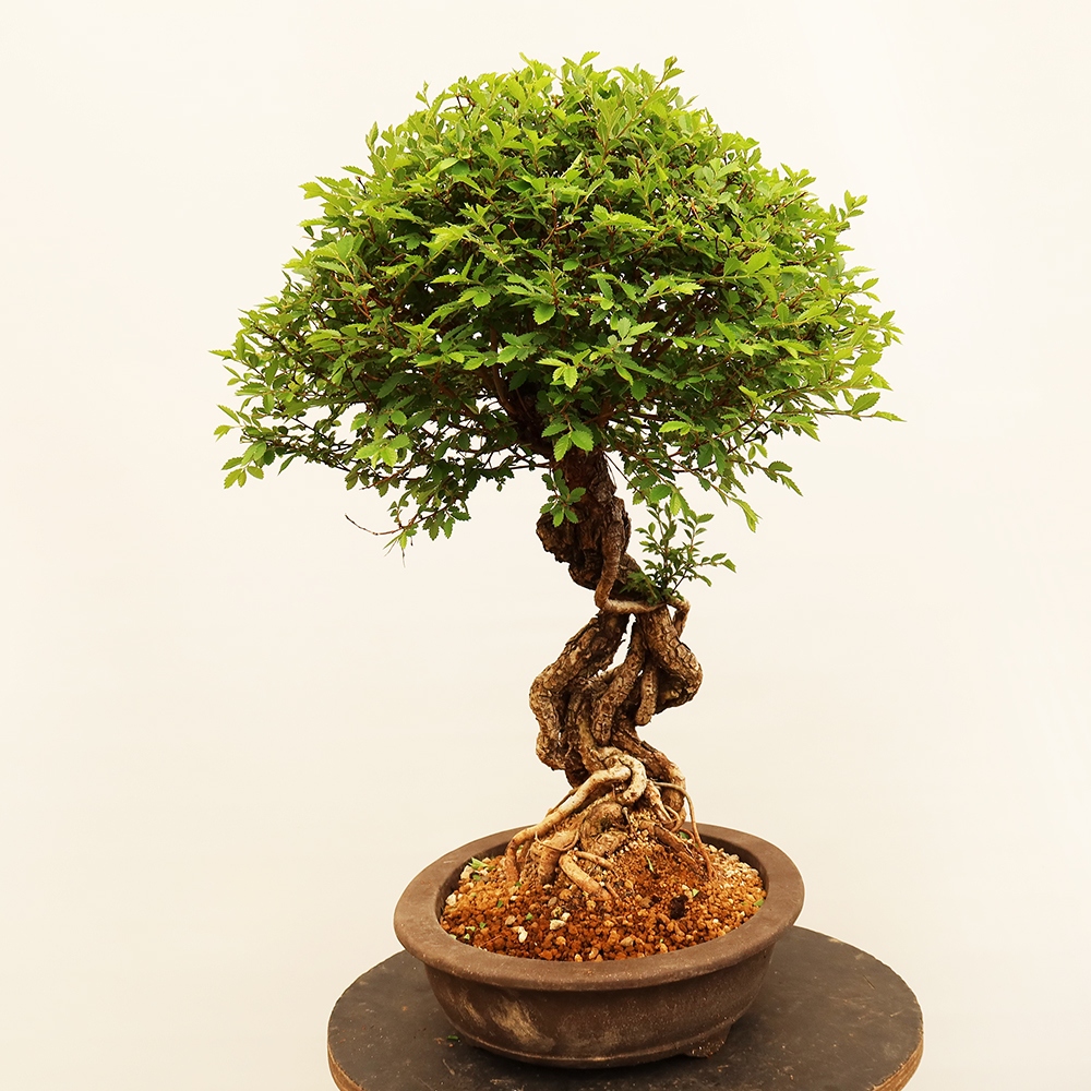 Bonsai da esterno - Zelkova - Zelkova NIRE