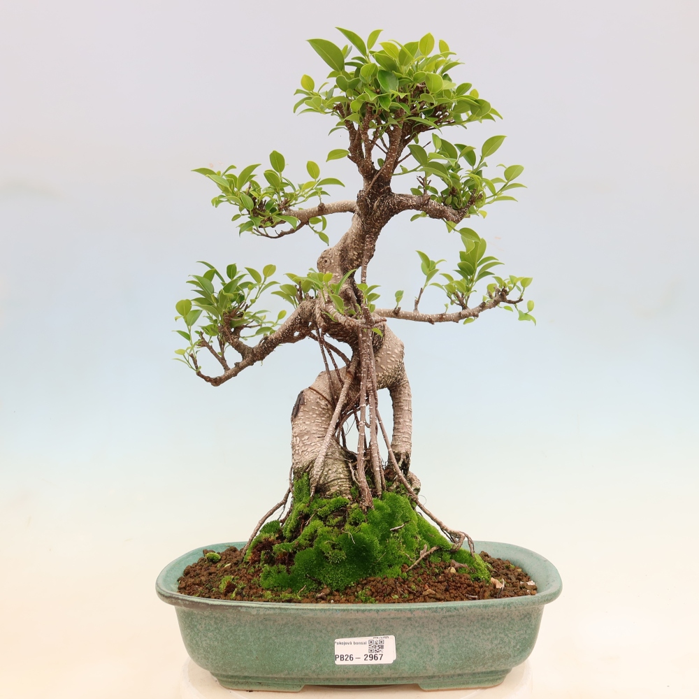 Camera bonsai - Ficus kimmen - ficus a foglie piccole