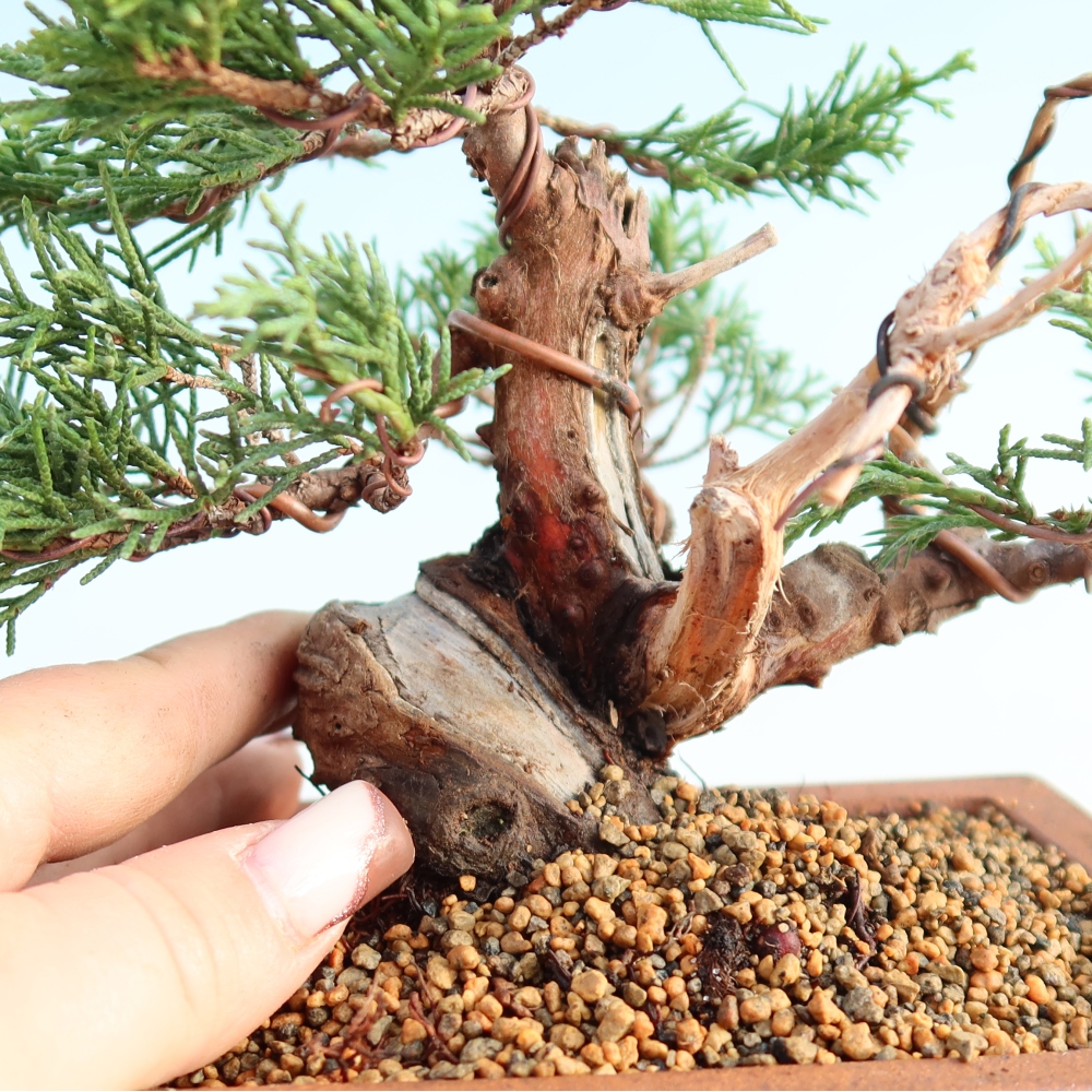 Bonsai da esterno - Juniperus chinensis Itoigawa
