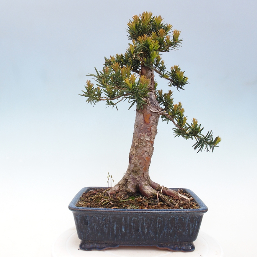 Bonsai da esterno - Taxus cuspidata - Tasso giapponese