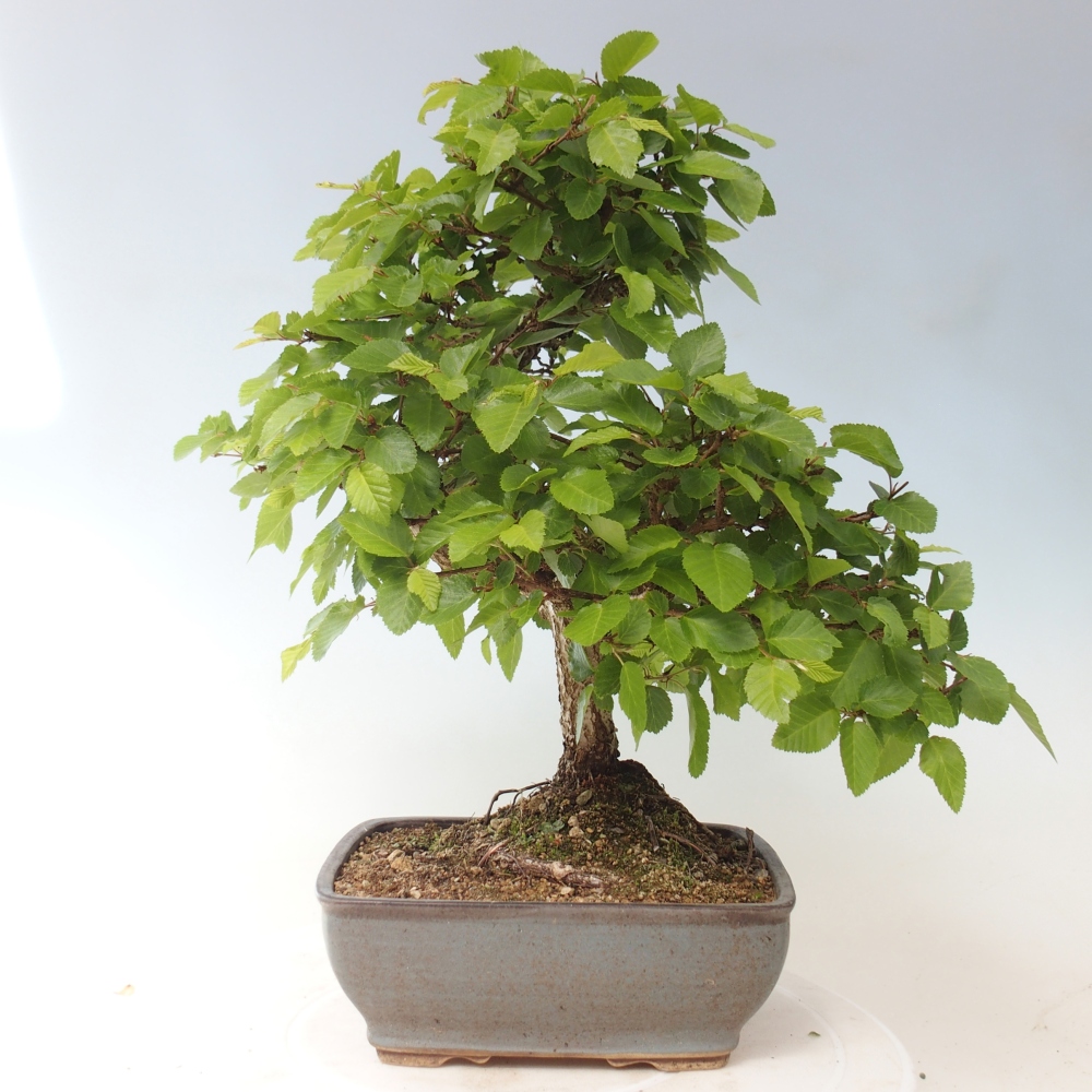 Bonsai da esterno -Carpinus CARPINOIDES - Carpino coreano