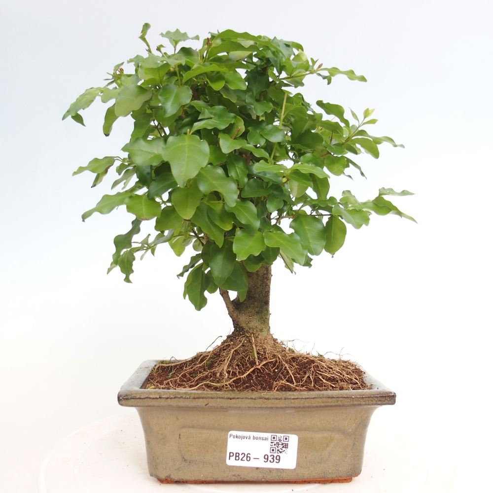 Camera bonsai -Ligustrum chinensis - Becco d'uccello