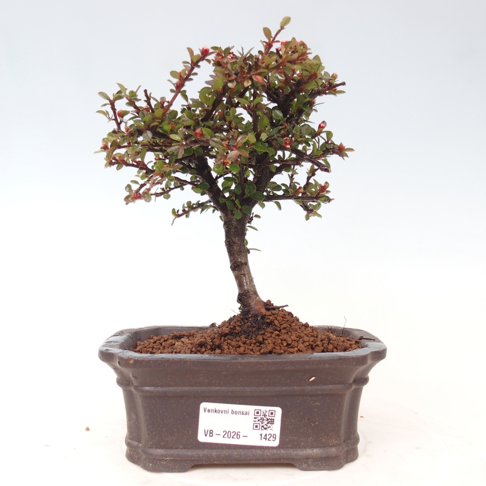 Bonsai da esterno - Cotoneaster horizontalis - Montagna rocciosa
