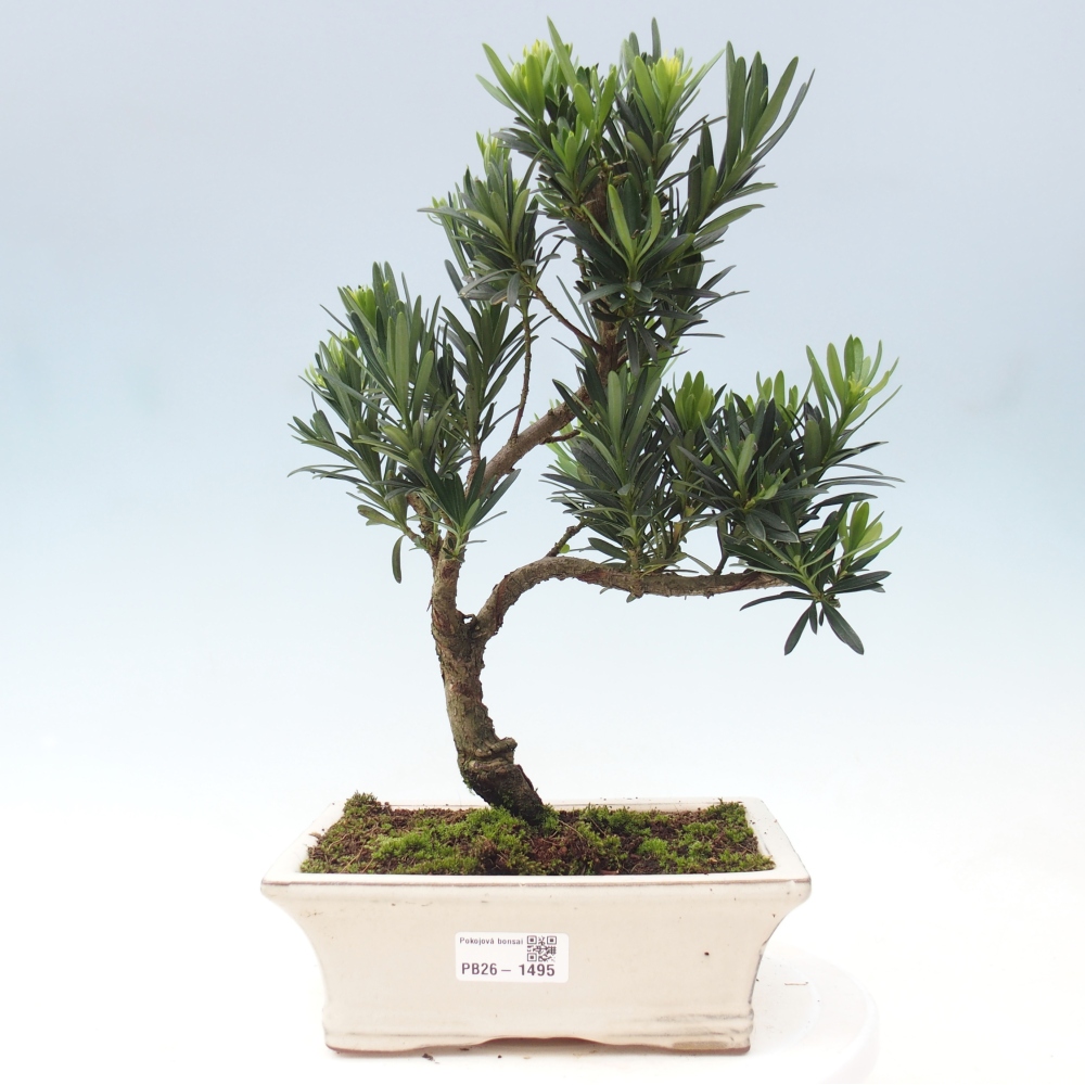 Camera bonsai - Podocarpus - Tasso delle pietre