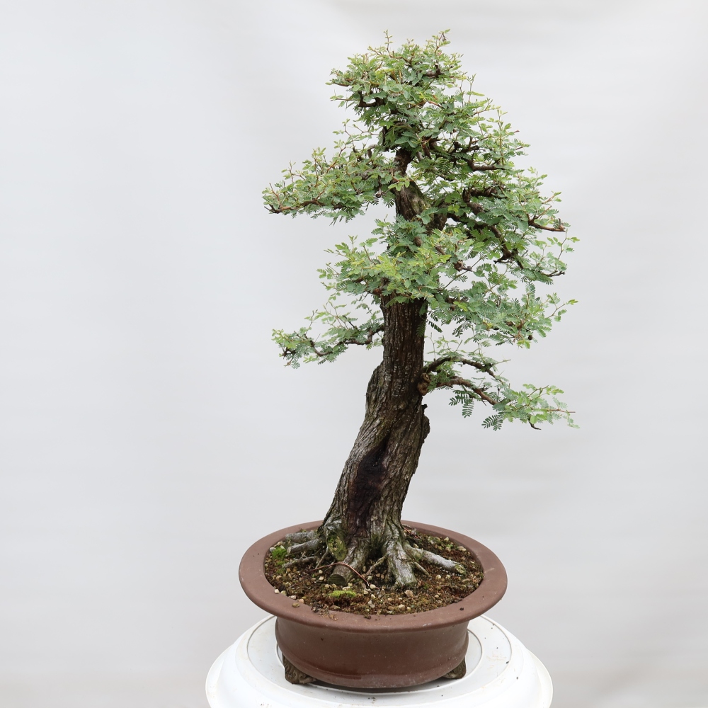 Camera bonsai - Acacias Arabica