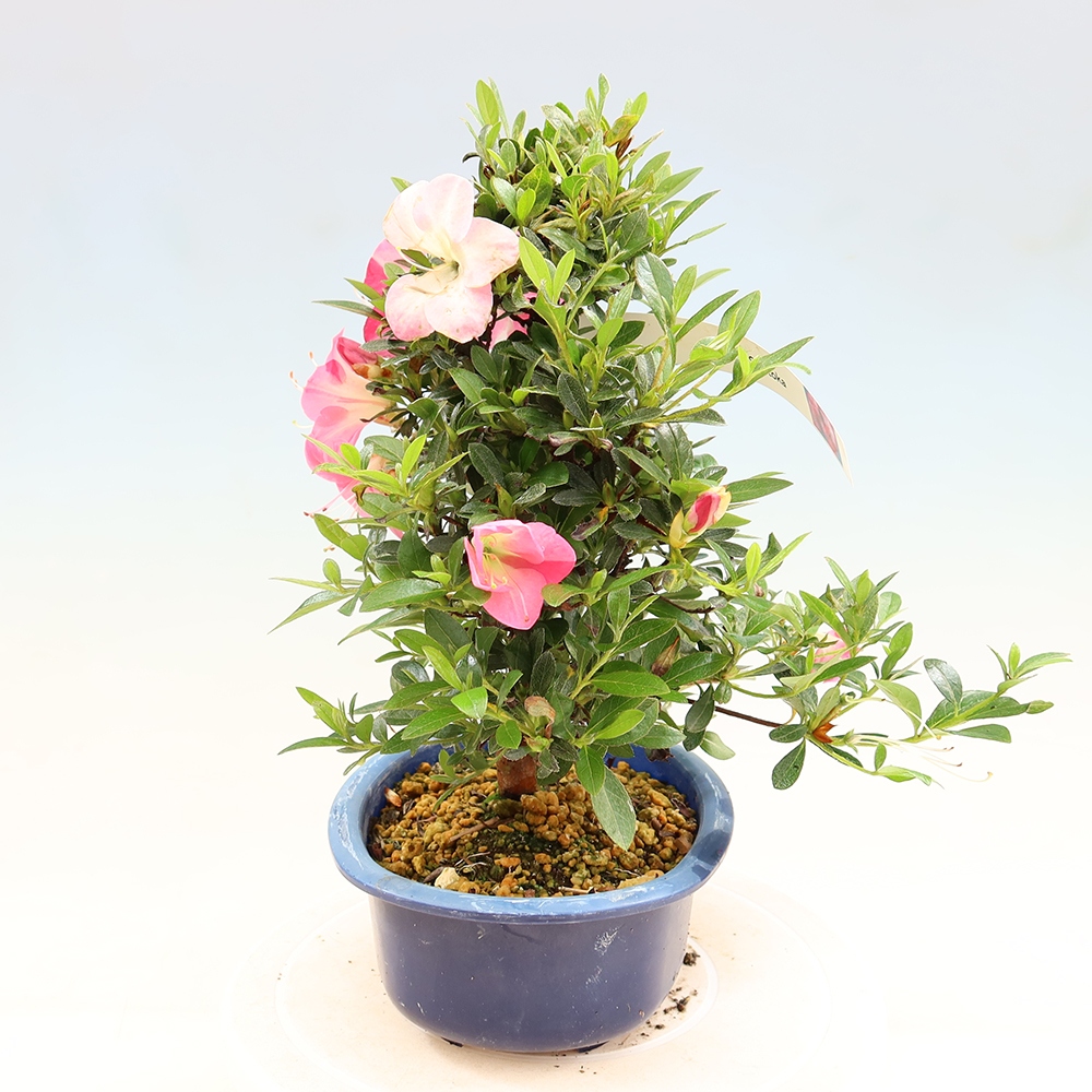 Bonsai da esterno - Azalea giapponese - Azalea Santoka