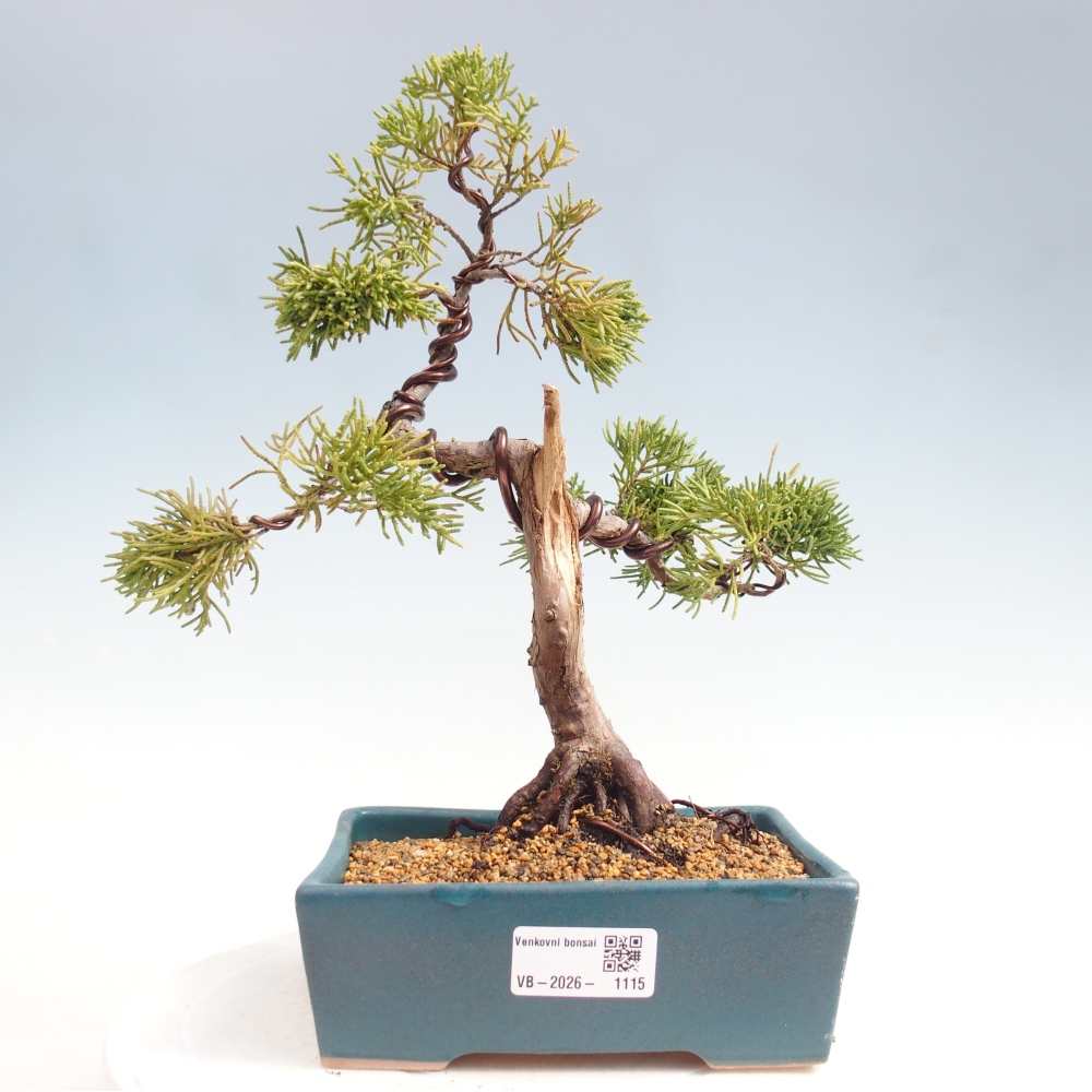 Bonsai da esterno - Juniperus chinensis Kishu
