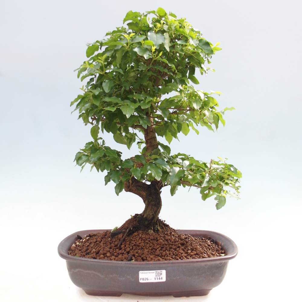 Camera bonsai -Ligustrum chinensis - Becco d'uccello