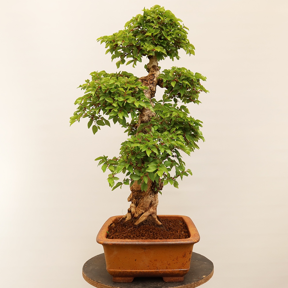 Bonsai da esterno -Carpinus Coreana - Carpino coreano