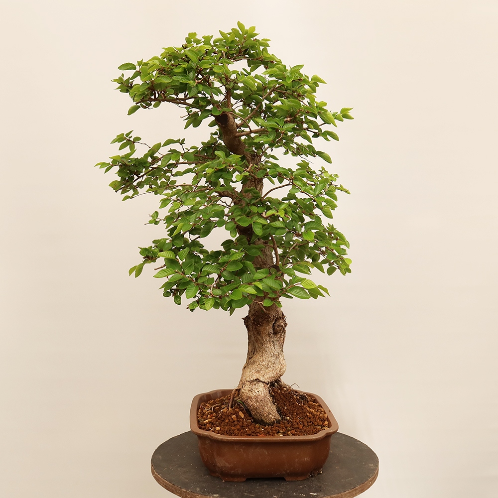 Bonsai da esterno -Carpinus Coreana - Carpino coreano