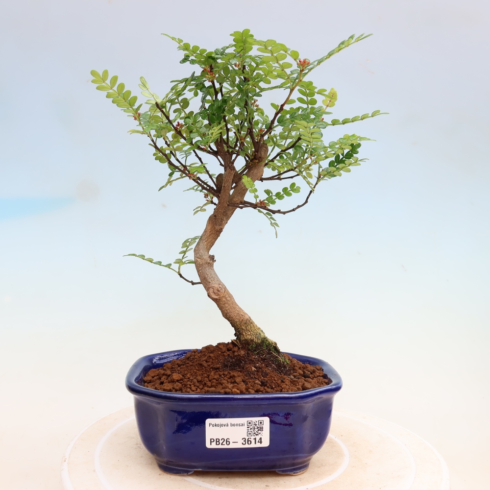 Camera bonsai - Zantoxylum piperitum - albero del pepe
