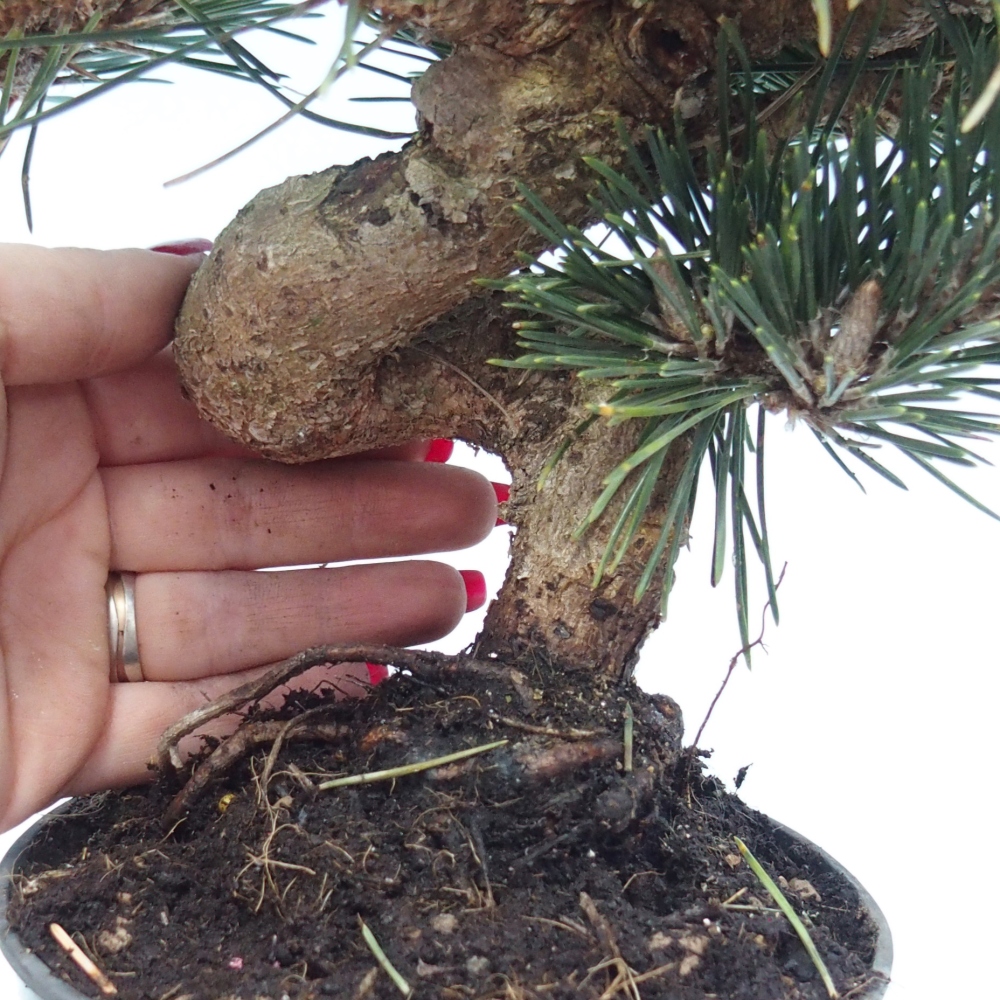 Bonsai da esterno - Pinus thunbergii senjyumaru - Pino di Thunberg